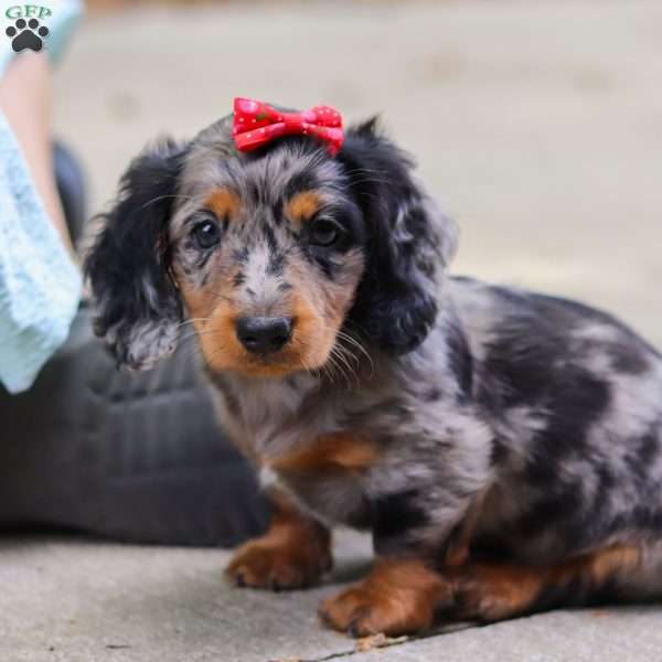 Emmy, Dachshund Puppy